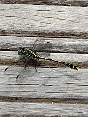 Austrogomphus australis