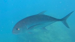 Caranx ignobilis