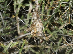 Diguetia imperiosa