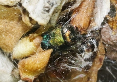 Chrysobothris purpureovittata