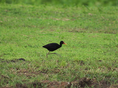 Jacana jacana