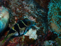 Canthigaster valentini