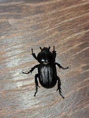 Archophileurus