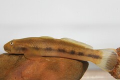 Sicyopterus lagocephalus
