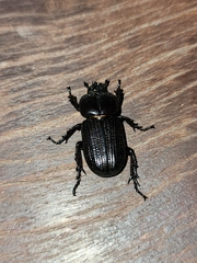 Archophileurus