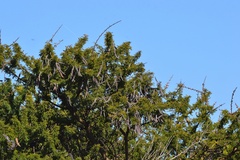 Vachellia schaffneri
