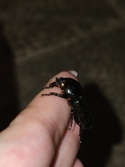 Archophileurus