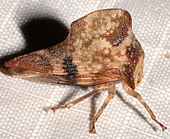 Telamona maculata