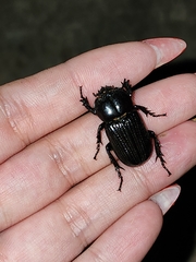Archophileurus