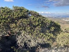 Arctostaphylos montaraensis