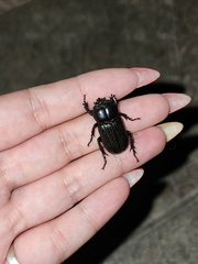 Archophileurus