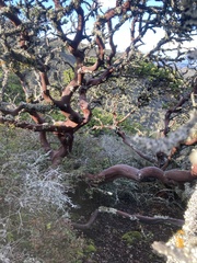 Arctostaphylos montaraensis