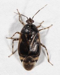 Deraeocoris