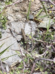 Oligosoma