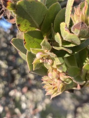 Arctostaphylos montaraensis