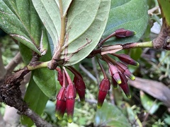 Macleania
