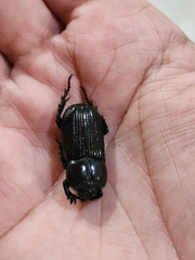 Archophileurus