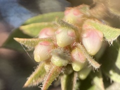 Arctostaphylos montaraensis