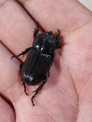 Archophileurus