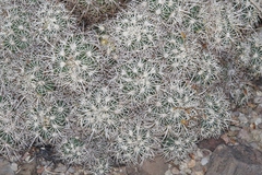 Coryphantha echinus