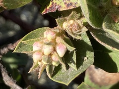 Arctostaphylos montaraensis