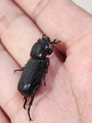 Archophileurus