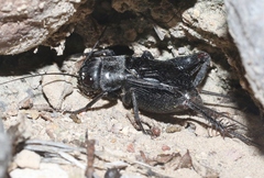 Gryllus transpecos