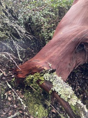 Arctostaphylos montaraensis