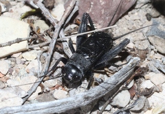 Gryllus transpecos