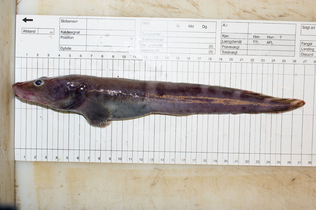 Pale eelpout (Lycodes pallidus) — Zoarcidae