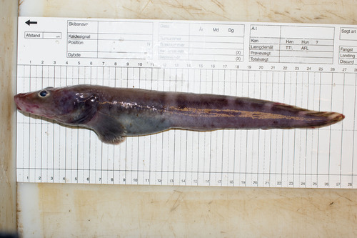 Pale eelpout (Lycodes pallidus) — Zoarcidae