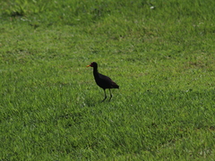 Jacana jacana