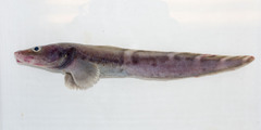 Pale Eelpout photo 3