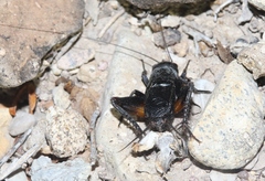 Gryllus transpecos