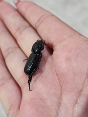 Archophileurus