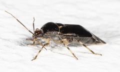 Deraeocoris