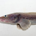 Pale Eelpout - Photo (c) Claude Nozères, some rights reserved (CC BY-NC), uploaded by Claude Nozères