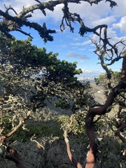 Arctostaphylos montaraensis