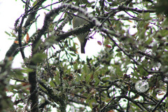 Vireo solitarius