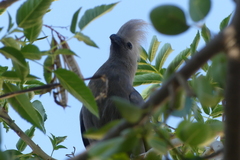 Corythaixoides concolor