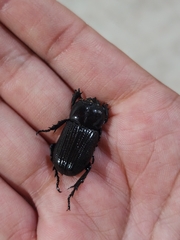 Archophileurus