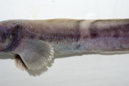 Pale Eelpout