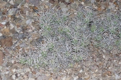 Grusonia aggeria