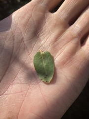 Arctostaphylos montaraensis