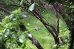 Oryctolagus cuniculus cuniculus