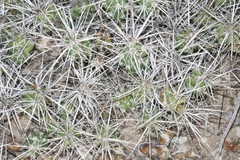 Grusonia aggeria