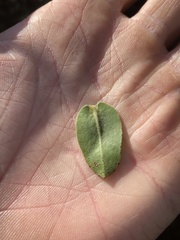 Arctostaphylos montaraensis