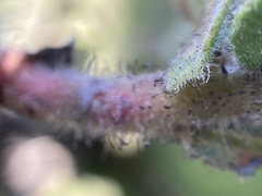 Arctostaphylos montaraensis