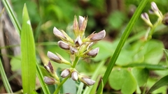 Alysicarpus vaginalis