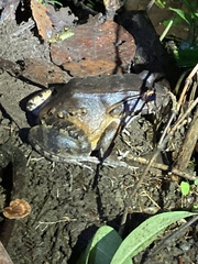 Leptodactylus savagei